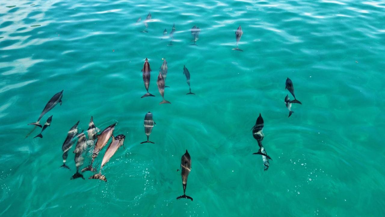 Superbe Bord De Mer, Acces Lagon Et Piscine Privee Paea Eksteriør bilde